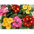 Hybird F1 Primula Malacoides Flower Seeds For Cultivation